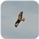 Common buzzard, kestrel and sparrow hawk