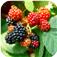 Fruit trees and blackberries